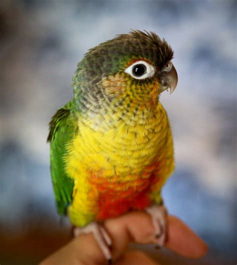 Someone that has had birds before will have an easier time of it. . Green cheeked conure yellow sided